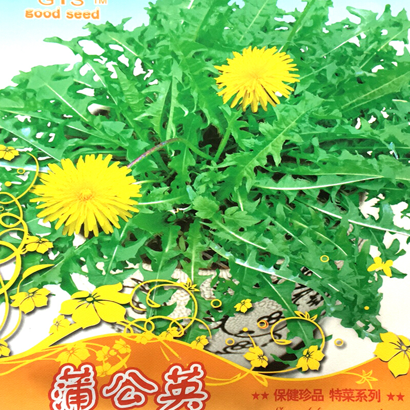 大叶蒲公英种子食用野菜婆婆丁种子药用种子四季播种多年生种植种籽鑫