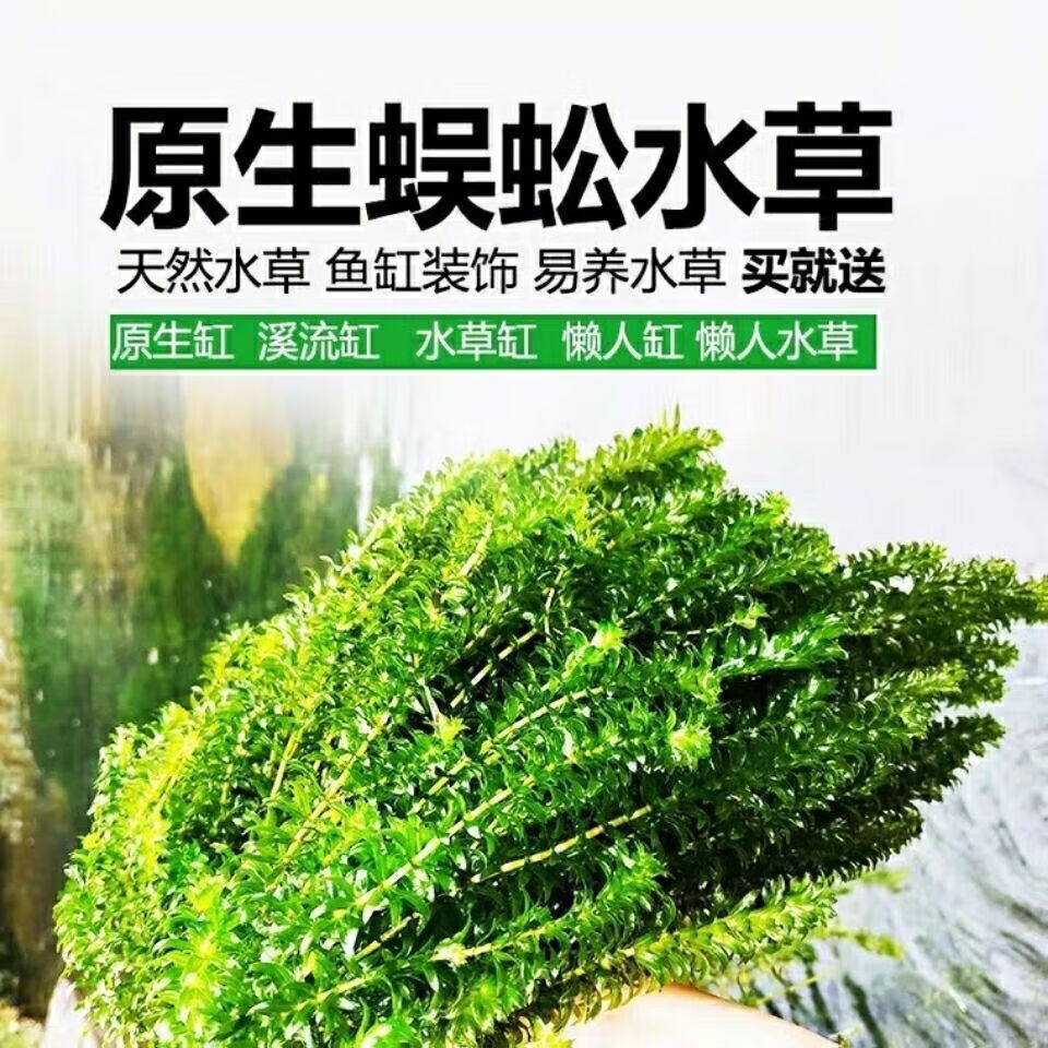 水族箱龟缸真草养乌龟池蜈蚣草水芙蓉小 蜈蚣草20支 陶瓷环 水草杯