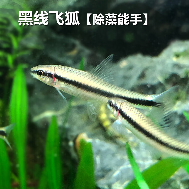 金苔鼠鱼活体琵琶鱼活体工具鱼垃圾鱼清洁鱼热带观赏鱼 1条黑线飞狐2