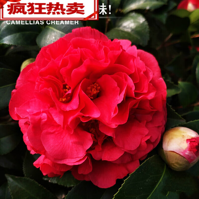 穗桓(suihuan)克瑞墨大牡丹山茶花带香味品种树苗绿植花卉盆栽阳台