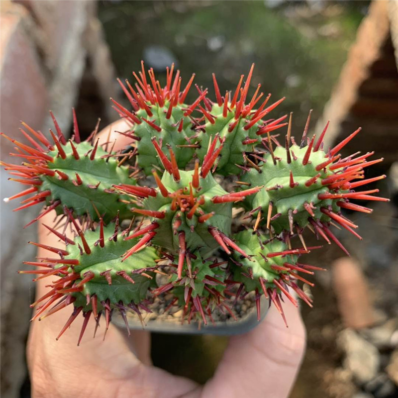 红刺麒麟火麒麟大戟科多肉植物仙人掌类绿植室内肉肉阳台花 群生高3