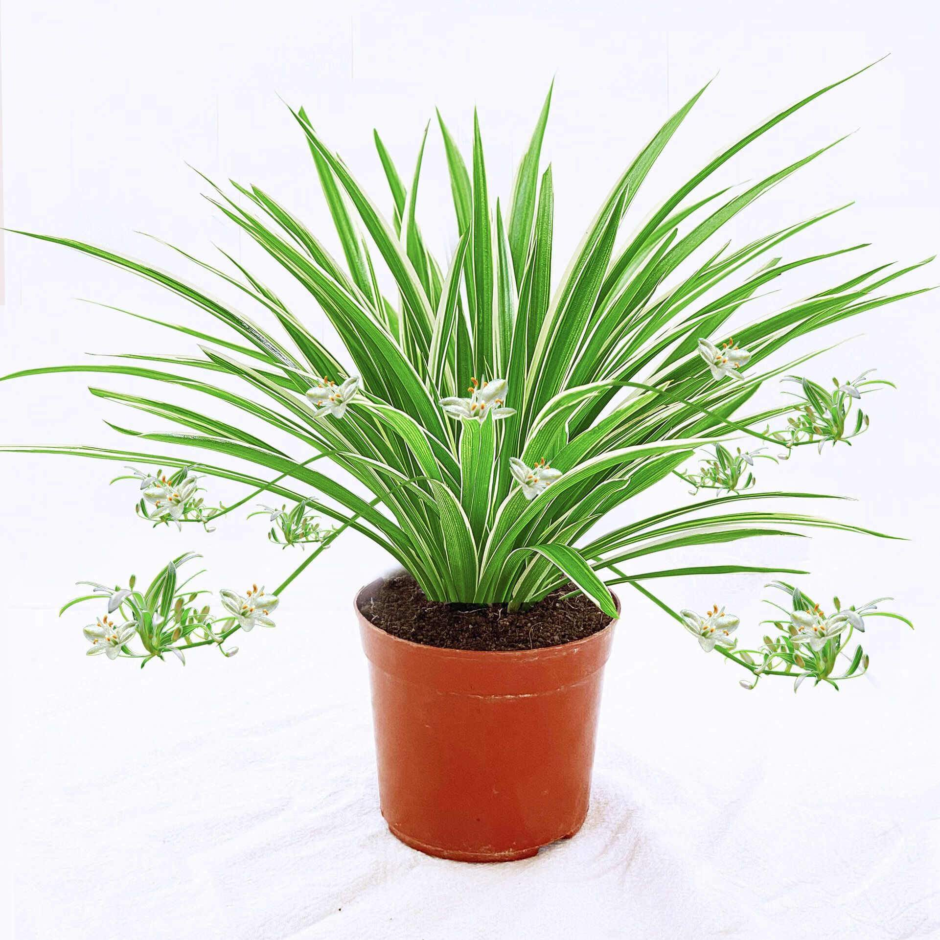 盖淘金边兰水培养植物室内花卉盆栽绿植四季好养易活客厅花草 金边兰