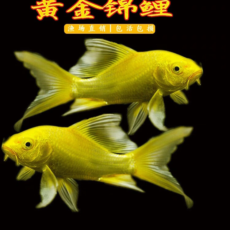 锦鲤活鱼锦鲤观赏鱼金鱼活鱼金鱼观赏鱼锦鲤鱼风水鱼冷水鱼招财鱼 6-8cm黑白黄红各2条共8条