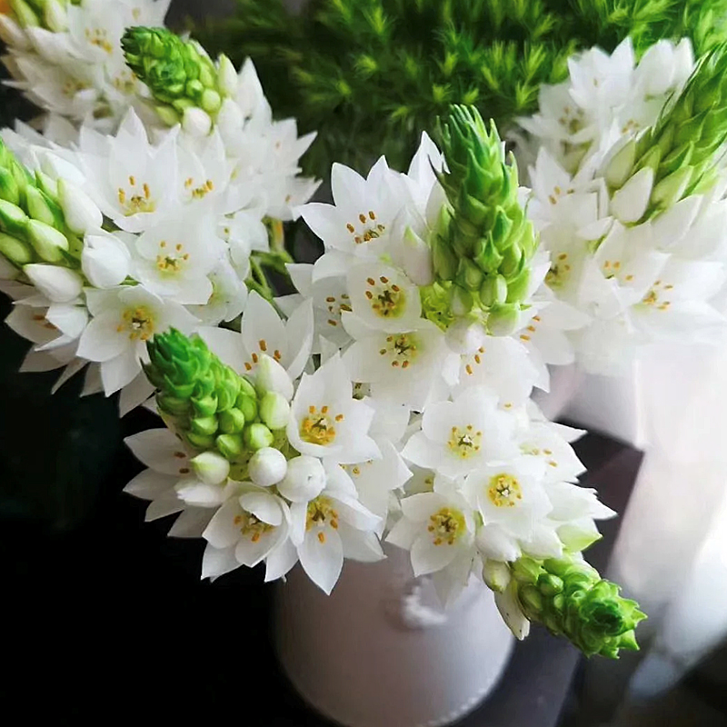 牧粮健鲜花云南基地直发家用水养插花昆明直批鲜切花空运 雀梅10支