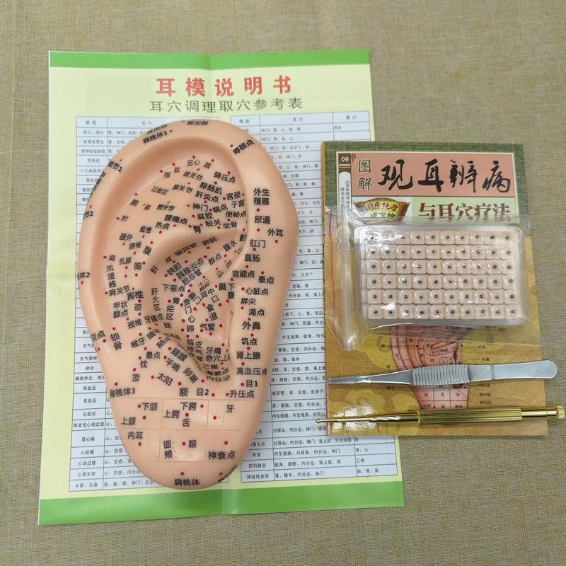 19cm耳穴位人体针灸仪模型耳针穴位示意图中医软质可针扎耳表耳朵 19