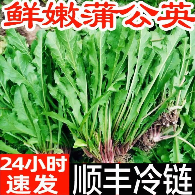 蒲公英新鲜的现挖山野菜婆婆丁花嫩叶草苗东北蘸酱菜纯野生菜苦菜 4斤超值装属于什么档次？