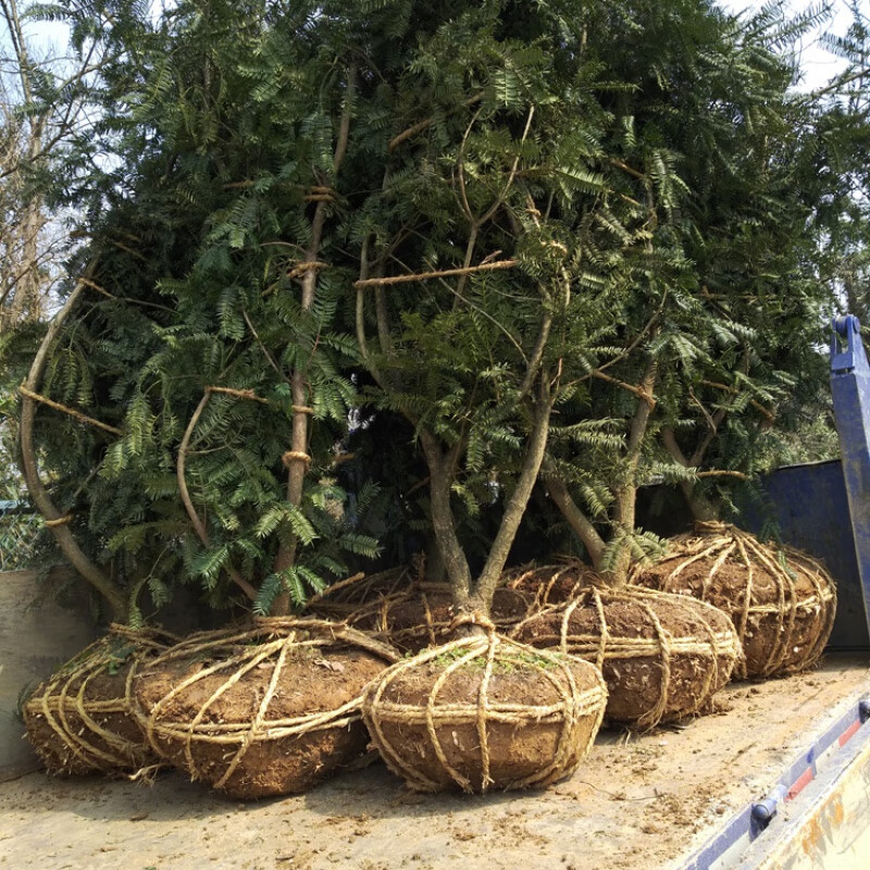 文静花坊  诸暨香榧苗香榧树苗嫁接苗木香榧果树苗香榧雄树结果盆栽苗