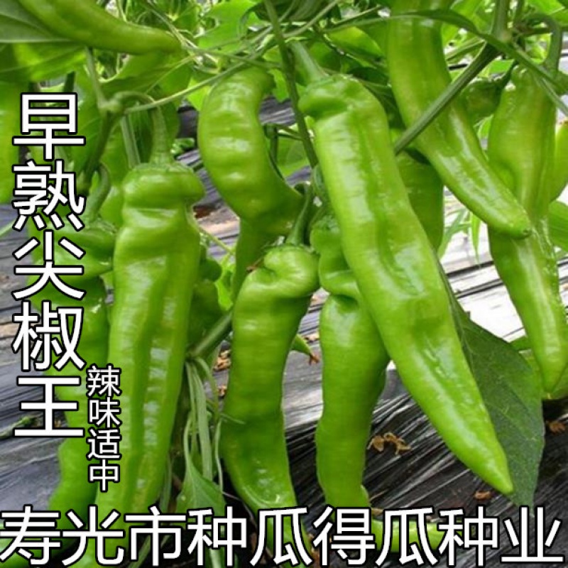 五彩椒种子 小米椒泡椒朝天椒黄灯笼辣椒种子 籽易种蔬菜种子 早熟