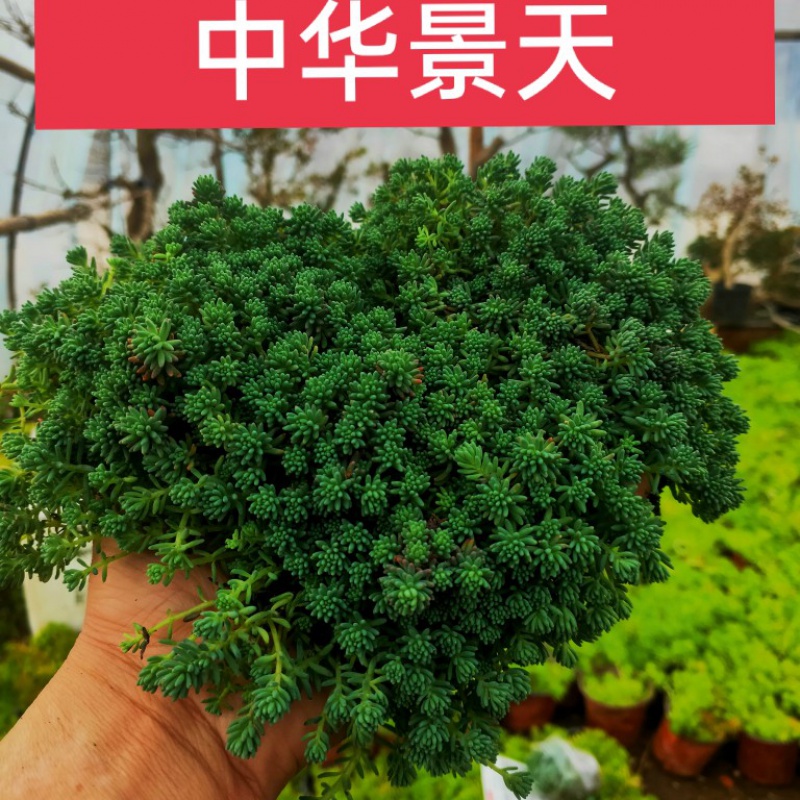 薄雪万年草中华景天黄金佛甲草垂盆草四季常青屋顶绿化苗多肉植物