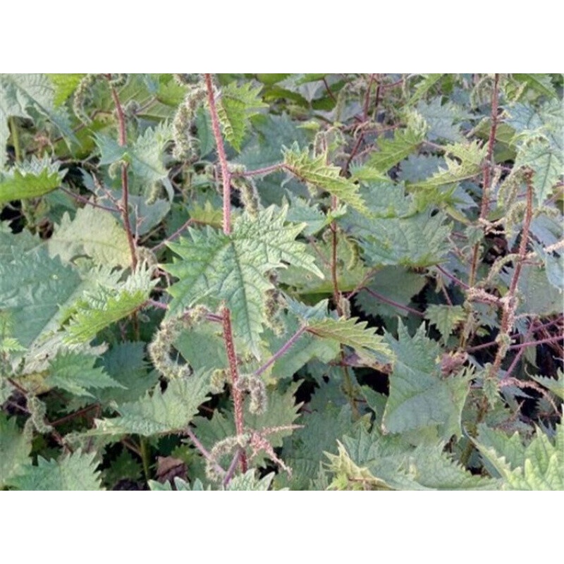 晒干荨麻根红藿麻 豁麻红禾麻草干红荨麻红荨麻草/红活麻草500克 草