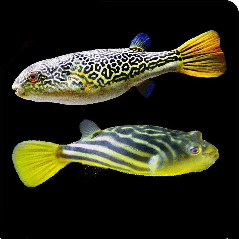 姬卉热带观赏鱼斑马狗头鱼活体淡水河豚毛毛狗头红木瓜皇冠狗头 斑马