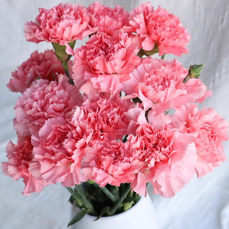 康乃馨鲜花单头多头多丁真花母亲节礼物云南昆明斗南基地直发 粉康/18