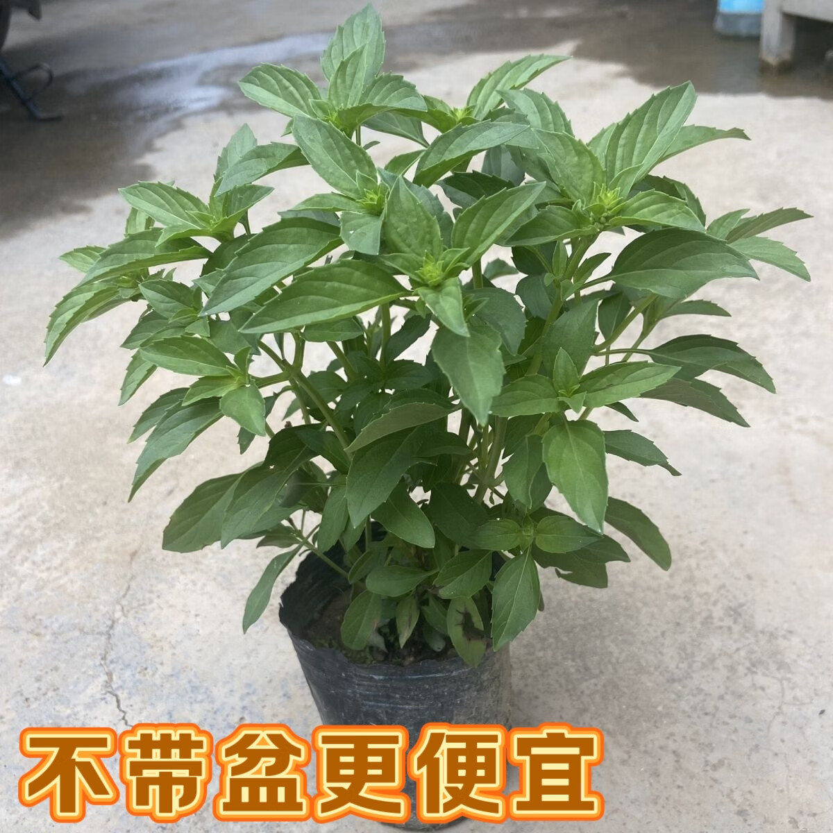 九层塔潮汕金不换盆栽食用主厨房九层塔盆栽食用罗勒植物香料甜罗 2年苗--叶子带清香味 带原土原盘
