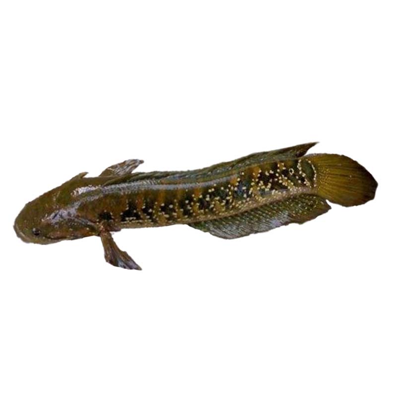 精选七星鱼冷水雷龙鱼苗观赏鱼淡水小型不打氧好养放生原生鱼月醴