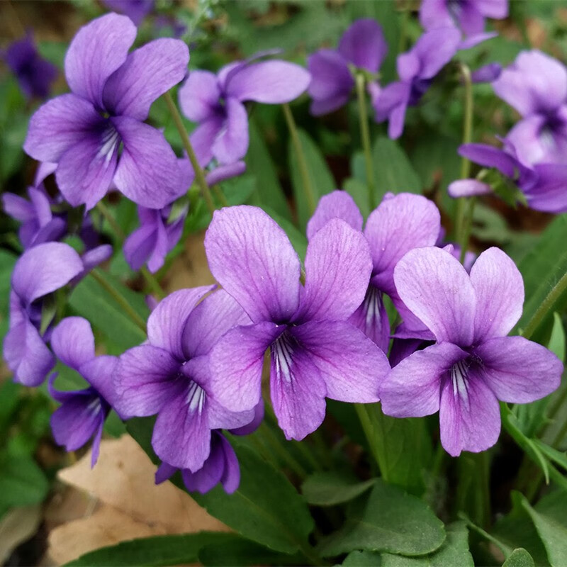 上客来紫花地丁种子特菜种子阳台庭院盆栽观花花卉易种野堇菜野堇菜