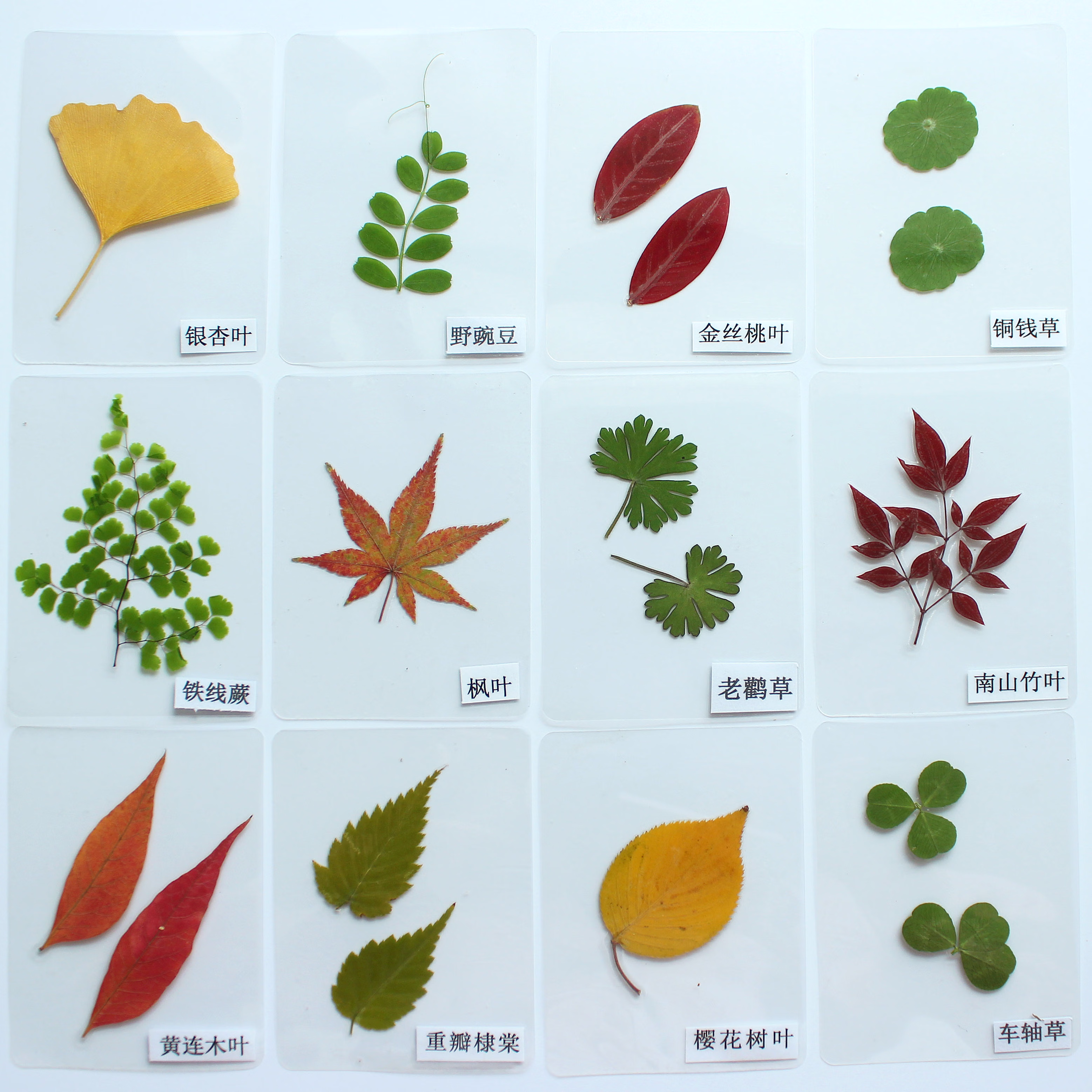 树叶植物标本卡片塑封真树叶贴画幼儿园认识叶子干花学生书签 26种