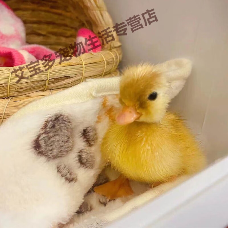 柯尔鸭宠物鸭活体受精蛋鸭种蛋可孵化可达鸭科尔鸭苗幼崽柯尔鸭蛋 可