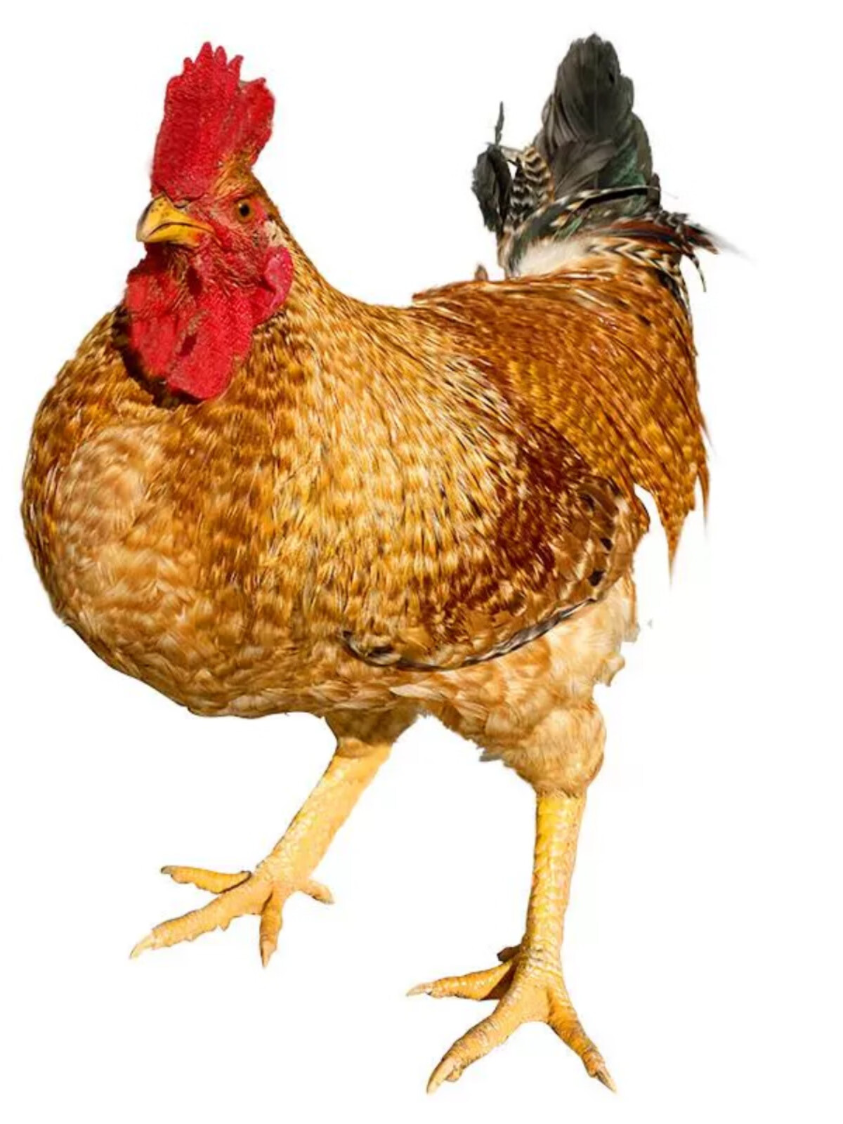 正宗特大种金芦花鸡种蛋受精蛋可孵化土鸡芦花鸡种蛋可长10多斤 15枚