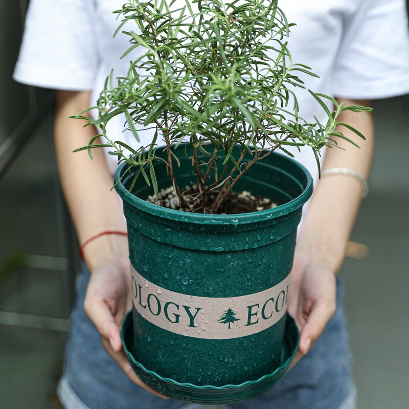 盆青山盆托盘矮蔬菜盆栽塑料小花盆家庭园艺阳台种植菜超大加 1加仑盆