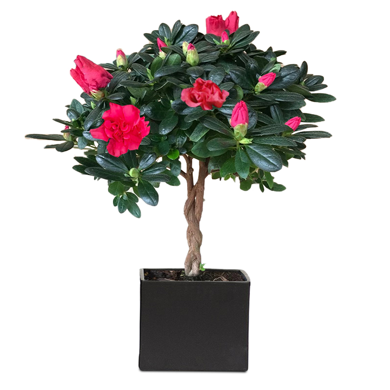室内室外稀缺好养易活的花杜鹃花盆栽室内花卉四季开花室内盆栽花卉