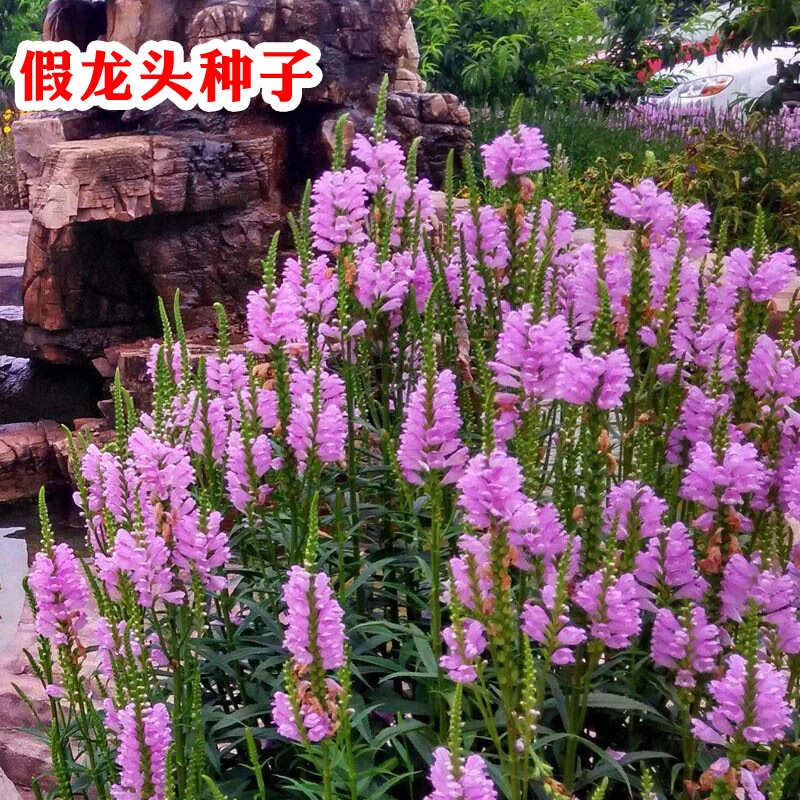 健掌品客毛地黄种子指顶花吊钟花四季易种庭院花籽绿化草花多年生花草