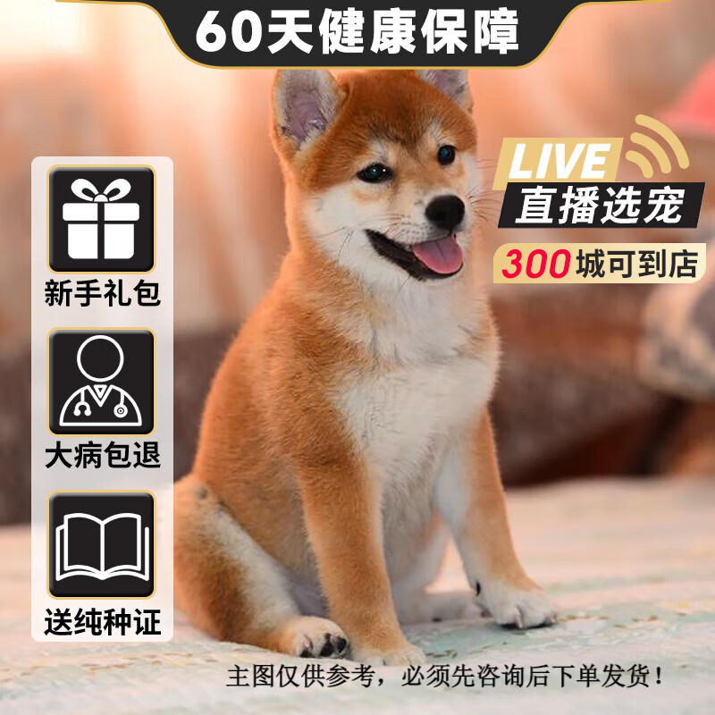 旺狗财猫柴犬幼犬纯种宠物狗狗日本柴犬幼崽 宠物级 黄色a 公