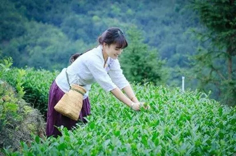 家小博竹编篮子摘茶叶摘茶叶的筐专用篓子采茶叶的篮子采茶篓竹篓采茶