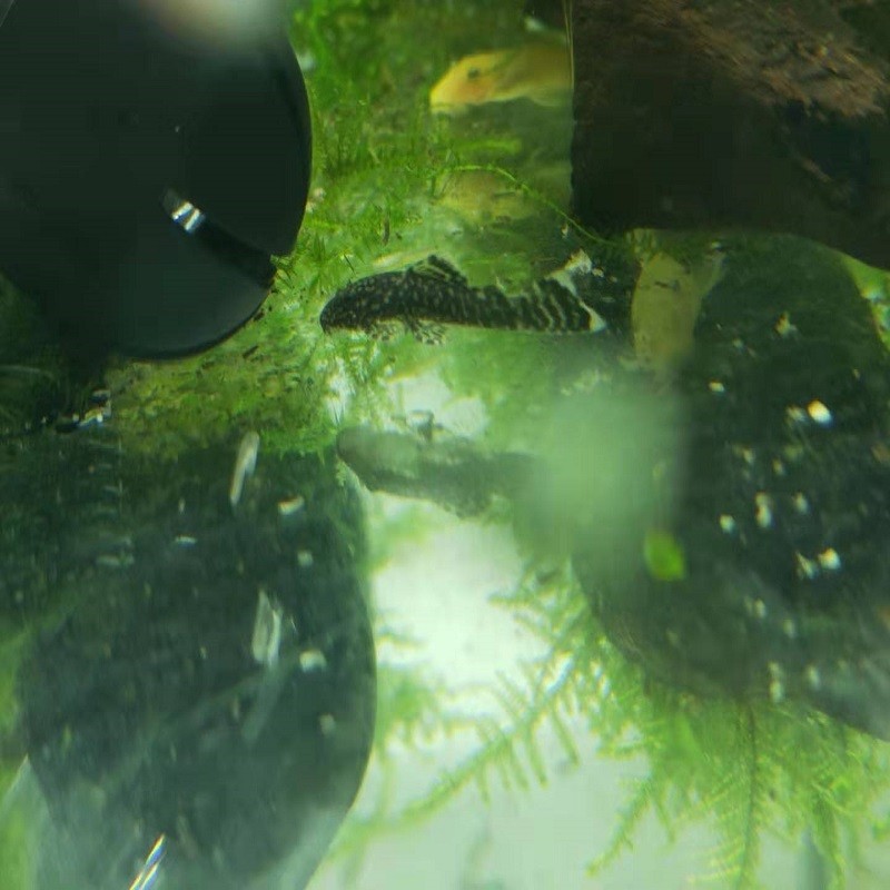 黄金胡子鼠鱼清缸除藻能手工具鱼清理垃圾鱼白鼠胡子鱼 雪花胡子一只