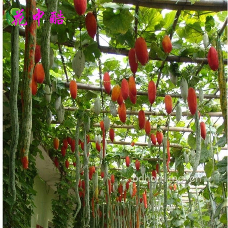 花中酷  变色老鼠瓜种子春夏四季 爬藤瓜果观赏种子阳台盆栽 5粒