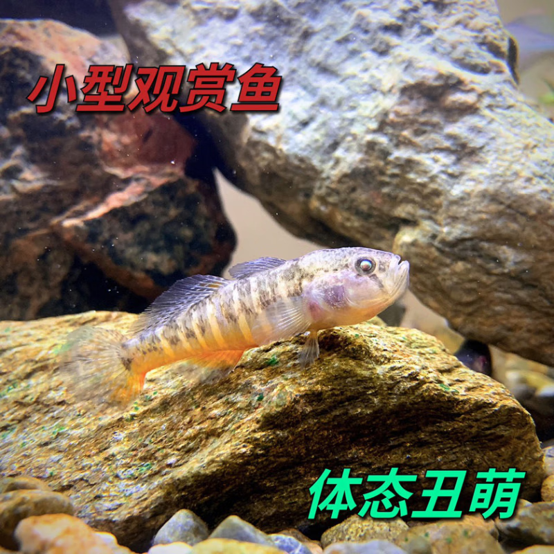 子陵虾虎鱼黄黝鱼原生溪水小鱼耐低温淡水宠物活体水族底层观赏鱼 3-4