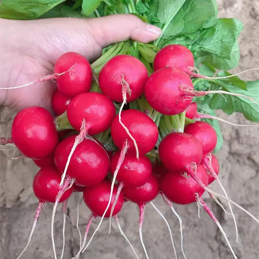 樱桃萝卜种子大全水果春秋樱桃萝卜菜籽四季种孑阳台盆栽蔬菜种籽