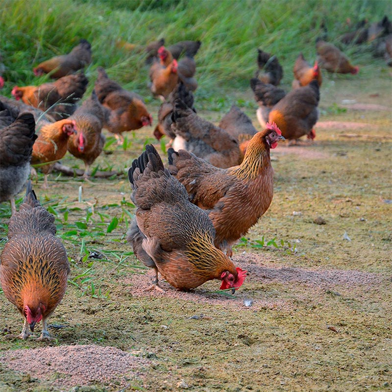 广东山坡生态散养土鸡