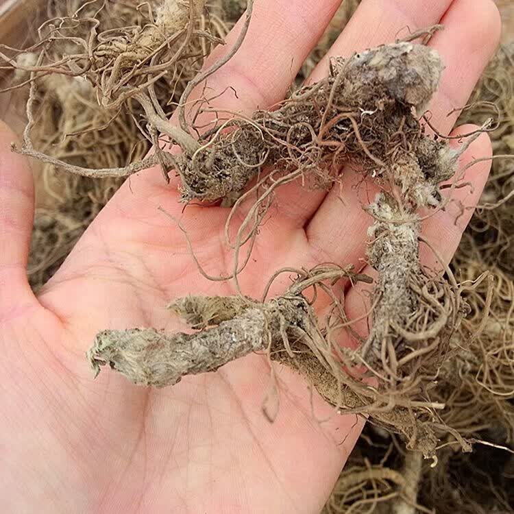 东居堂新货地胆头干货新鲜晒干矮脚地胆头草根煲汤料凉茶 精选野生地胆头带泥 250g