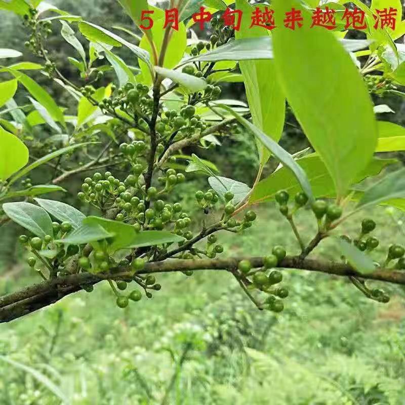 雾峡 土家族 土特产新鲜山胡椒下饭菜 辣椒木姜子酱黄豆酱 木姜子酱