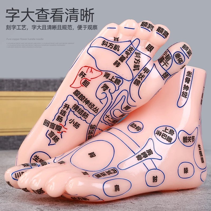 足部按摩模型人体穴位模型足部反射区图双足经络模具中医足疗 小号足