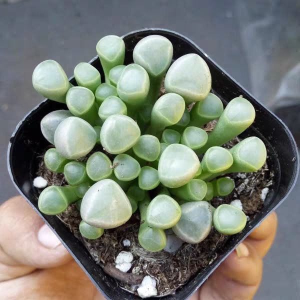 五十铃玉多肉植物稀有品种罕见肉肉多头贵货老桩盆栽大颗好养 五十铃