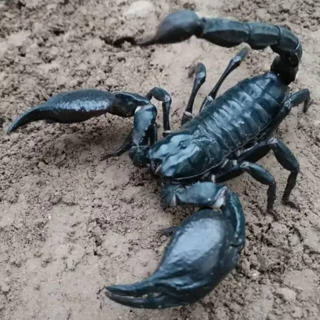 蝶贡雨林蝎活体 宠物超大型个体另类昆虫皇帝巨型昆虫加饲养套餐包活