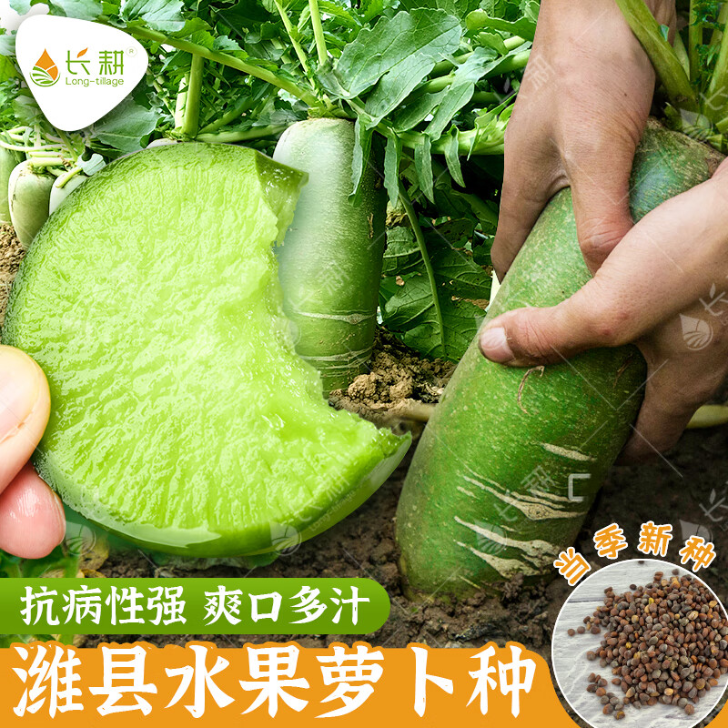 長(zhǎng)耕濰縣蘿卜種子青蘿卜種籽四季陽(yáng)臺(tái)盆栽沙窩蘿卜種子大全蔬菜種孑 濰縣水果蘿卜10克+50g有機(jī)肥