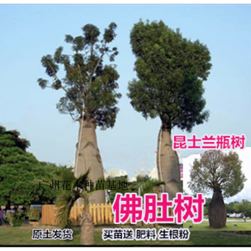 花姬澳洲佛肚树 名贵植物 昆士兰瓶树 绿化风景树 庭院观赏佛肚树