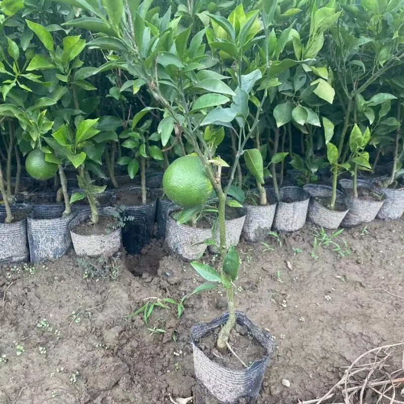 醉春木丑八怪丑橘树苗丑柑嫁接限购树苗桔子不知火春见耙耙柑橘桔 带