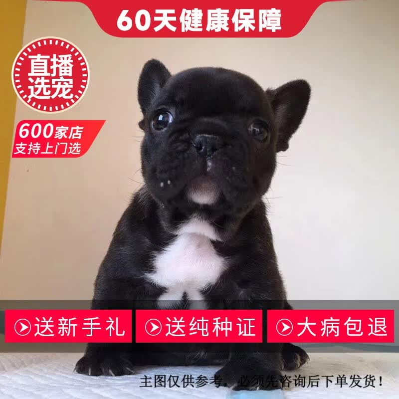 法牛犬幼犬活体纯种宠物狗狗法国斗牛犬活体幼崽 宠物级 公