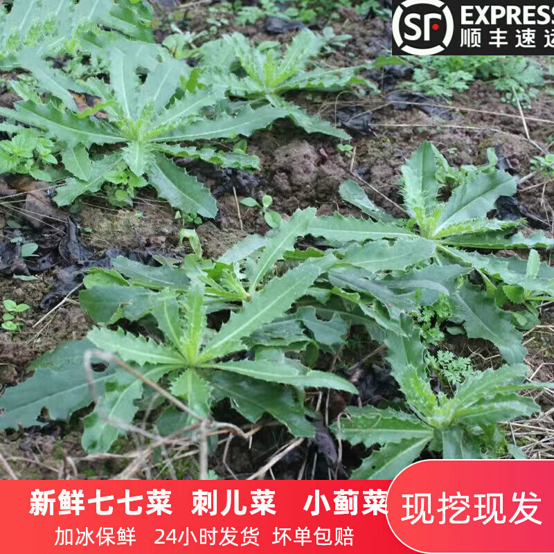 新鲜野生七七菜 小蓟菜止鼻血草萋萋菜带根刺蓟刺儿菜带箱5斤 500g
