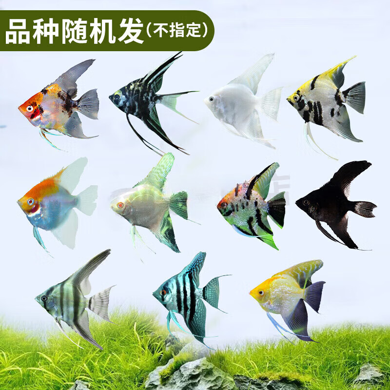 观赏鱼活体红头三色白蓝魔秘鲁燕鱼七彩鱼 神仙苗1-2cm品种随机5条