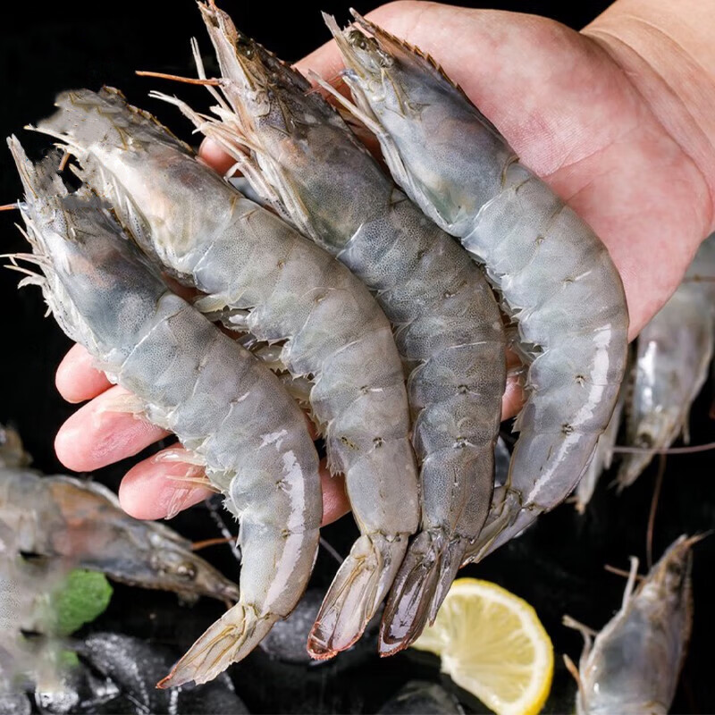 拾贝壳新疆大虾新鲜捕捞急速冷冻国产养殖大虾 远离海域 活冻白对虾
