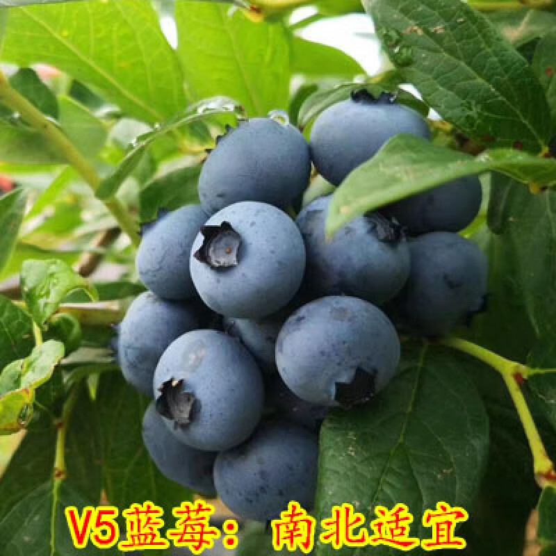 怎么查看京东苗木历史价格|苗木价格走势图