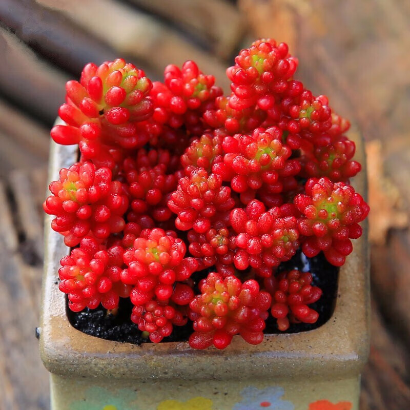 轩林美  多肉植物 红色肉肉 红色系 精品肉肉 红色浆果群生含盆土