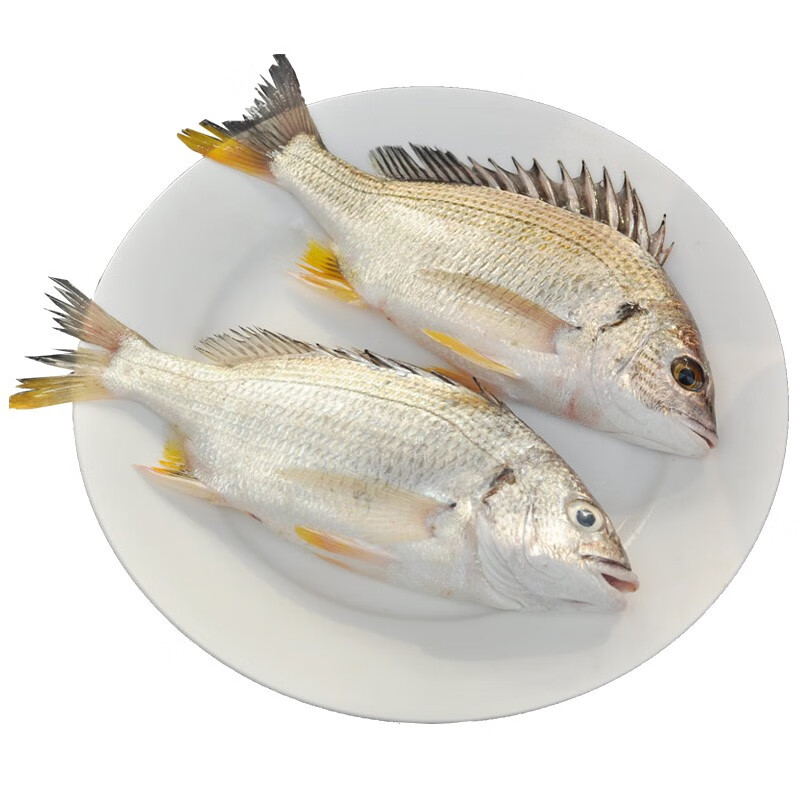 5kg 6-9条新鲜黄鲷鱼鲜活黄脚立黄鳍鲷海鲜水产