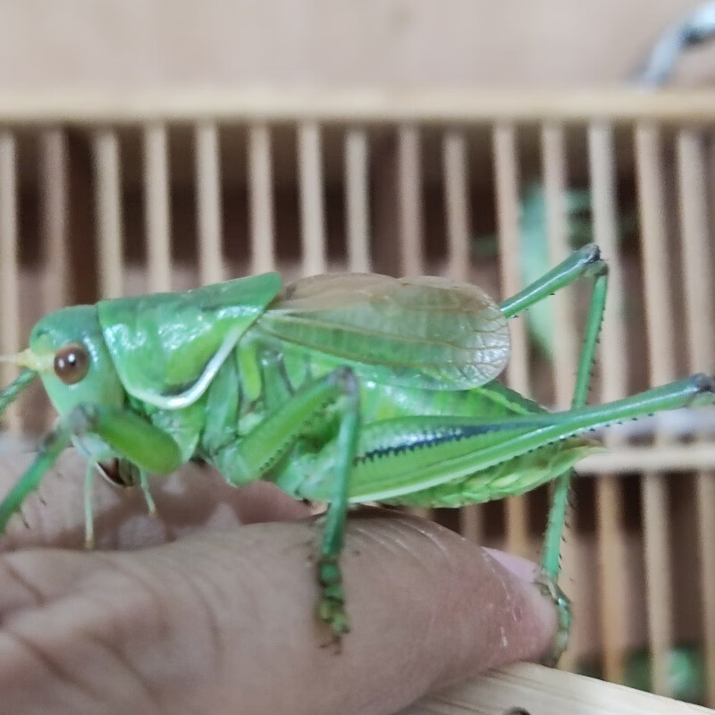 翠绿蝈蝈养殖人工蝈蝈山青绿包活