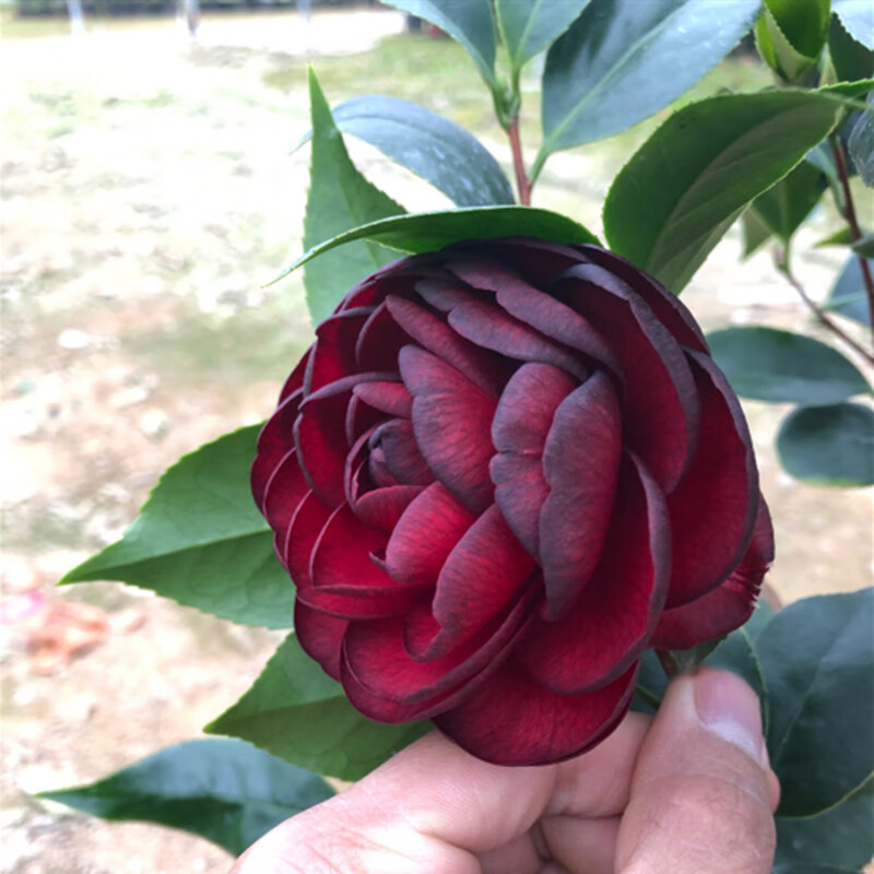 花好养五色赤丹香妃山茶花苗山茶花四季开花客厅花卉盆载盆花带盆栽好