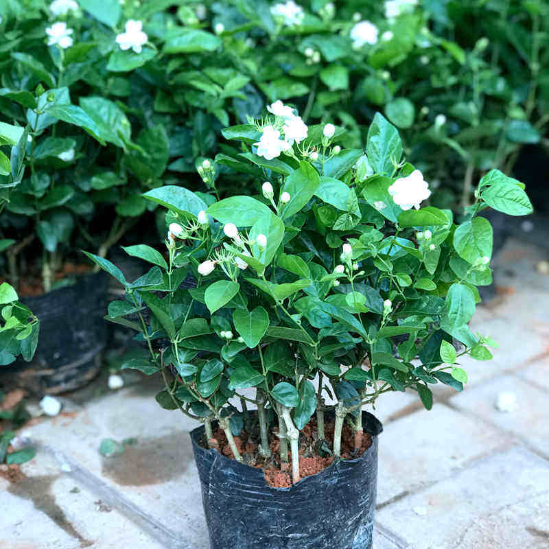 中梦茉莉花苗盆栽花卉室内观花植物四季绿植阳台开花植物盆景白茉莉花